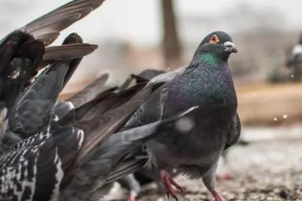 怎么让鸽子家飞，可以从幼鸽时期就训练