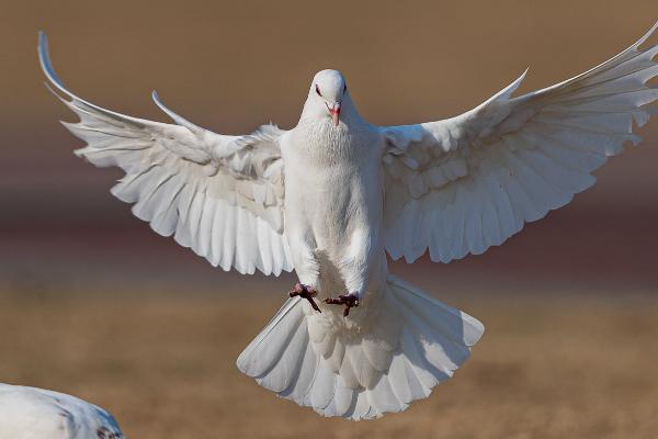 怎么让鸽子家飞，可以从幼鸽时期就训练