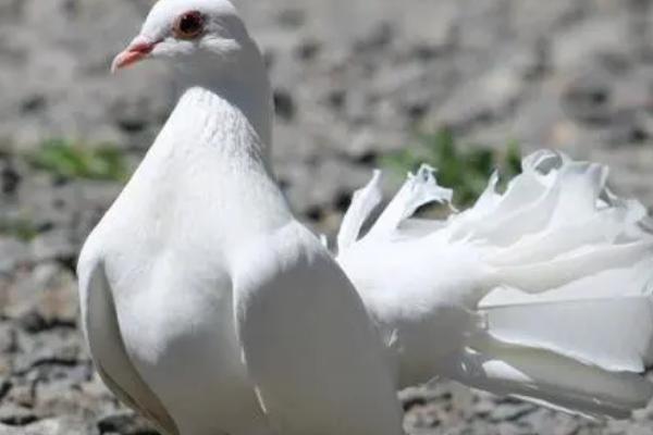 怎么让鸽子家飞，可以从幼鸽时期就训练