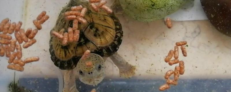 小巴西龟吃什么食物