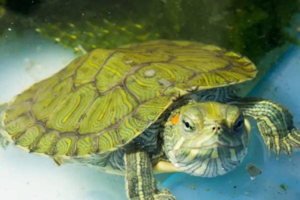 小巴西龟吃什么食物，营养易消化的饲料比较合适