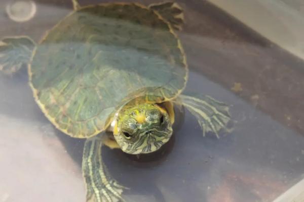 小巴西龟吃什么食物，营养易消化的饲料比较合适