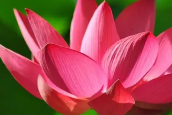 荷花春天什么时候发芽，3-4月份左右便会开花