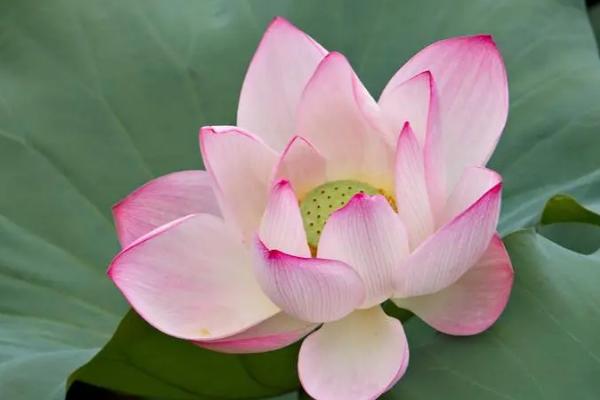 荷花春天什么时候发芽，3-4月份左右便会开花