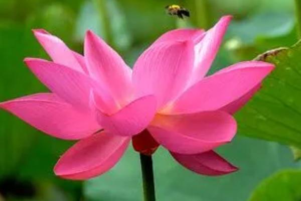 荷花春天什么时候发芽，3-4月份左右便会开花