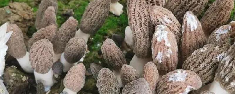 羊肚菌能保存多久