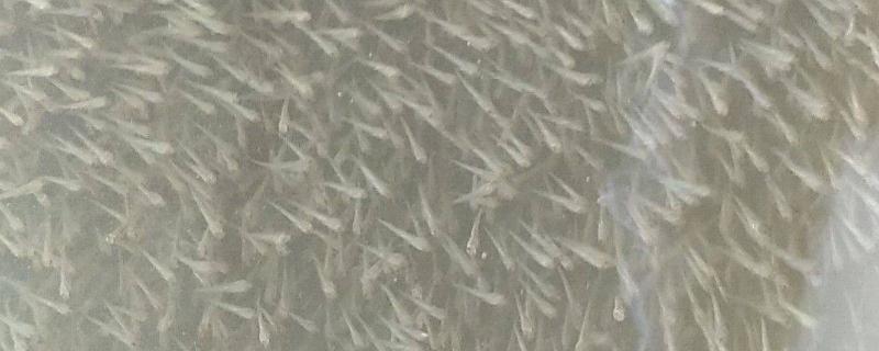 水花苗的养殖要点