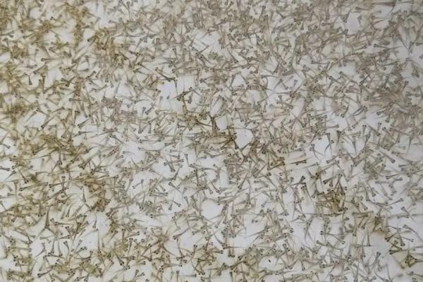 水花苗的养殖要点，养殖前用生石灰将池塘进行消毒杀虫