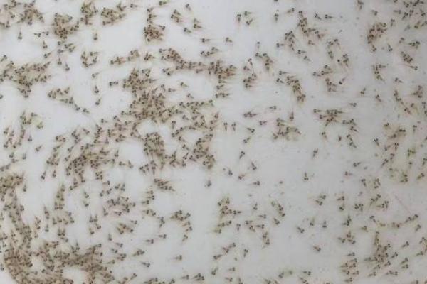 水花苗的养殖要点，养殖前用生石灰将池塘进行消毒杀虫