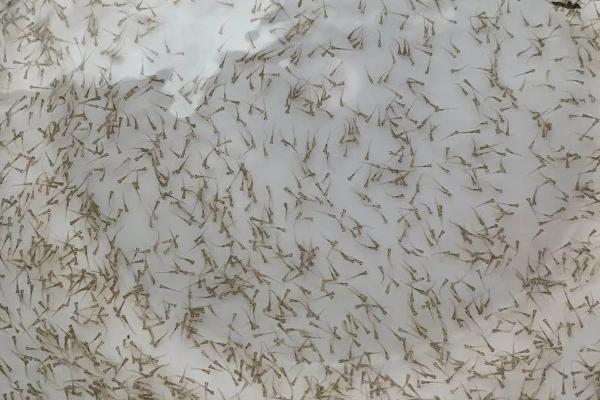 水花苗的养殖要点，养殖前用生石灰将池塘进行消毒杀虫