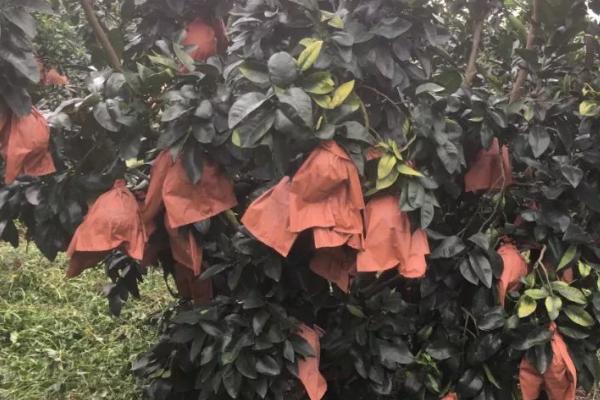 怎么对蜜柚使用尿素，一般可采用深施覆土的方法