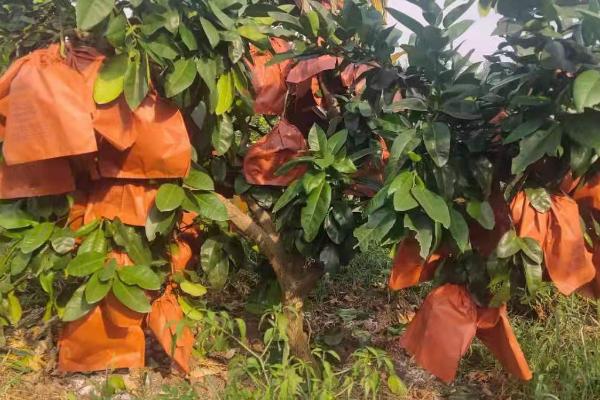 怎么对蜜柚使用尿素，一般可采用深施覆土的方法