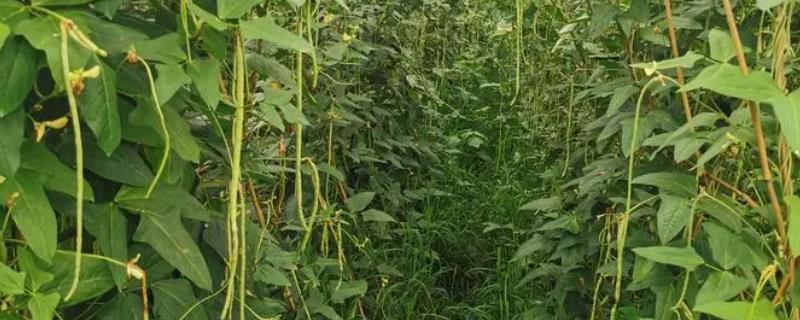 豇豆是四季豆吗