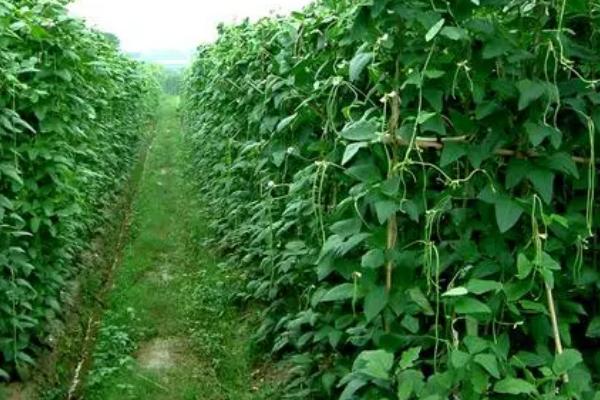 豇豆是四季豆吗，豇豆与四季豆不是同一品种