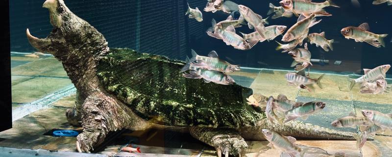 鳄龟多长时间喂一次食