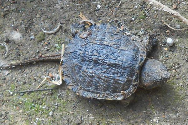 鳄龟多长时间喂一次食，生长阶段不同导致喂食的频率也不同