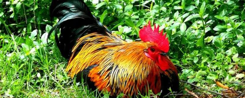 公鸡下蛋是怎么回事