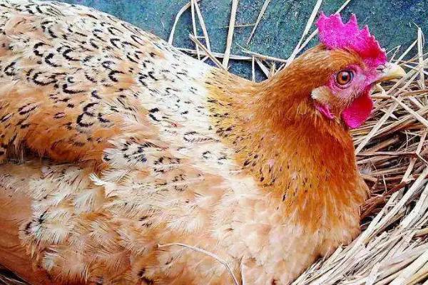 公鸡下蛋是怎么回事，只是一种性逆转