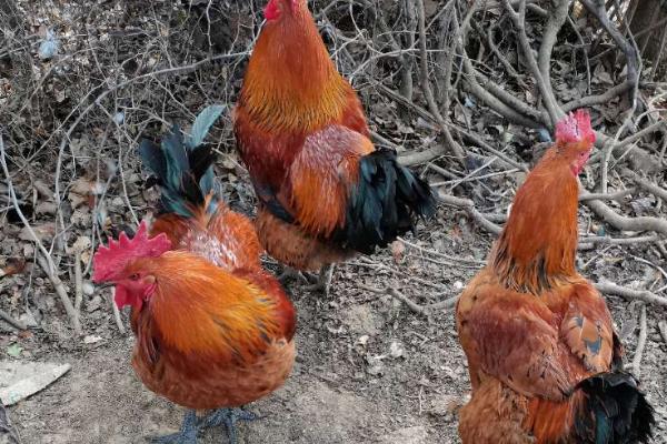 公鸡下蛋是怎么回事，只是一种性逆转