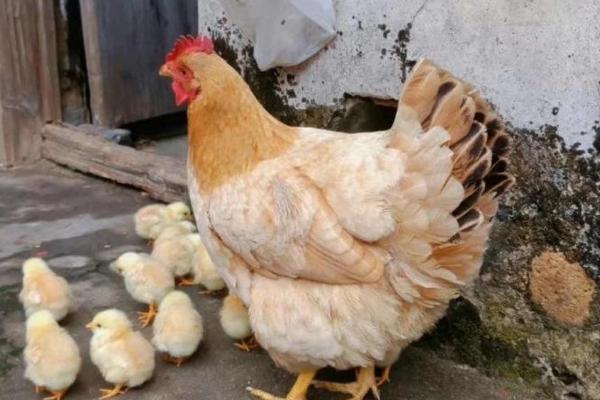 公鸡下蛋是怎么回事，只是一种性逆转