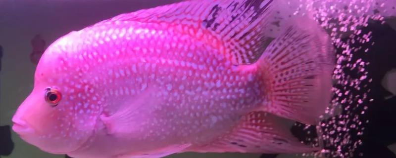 紫色德萨斯罗汉鱼好不好养