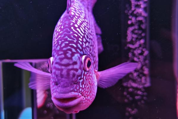 紫色德萨斯罗汉鱼好不好养，饲养难度一般