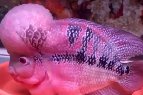 紫色德萨斯罗汉鱼好不好养，饲养难度一般