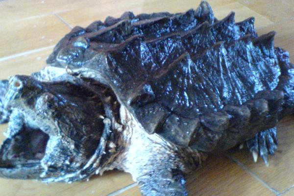 鳄龟用什么水养，比较适合生活在河水和湖水中