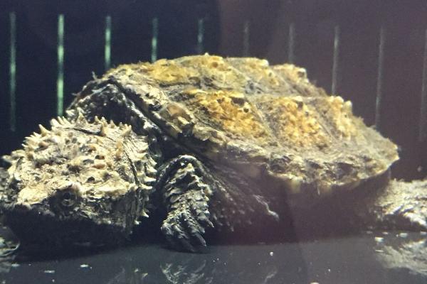 鳄龟用什么水养，比较适合生活在河水和湖水中