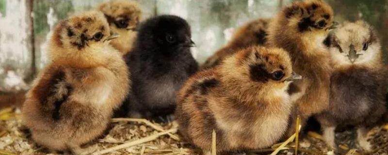 小鸡仔拉白屎怎么办