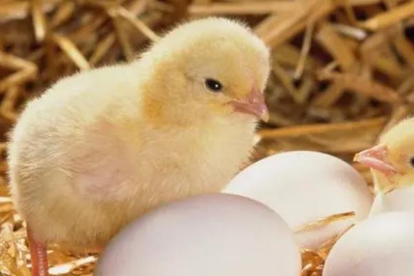 小鸡仔拉白屎怎么办，根据原因来对症治疗