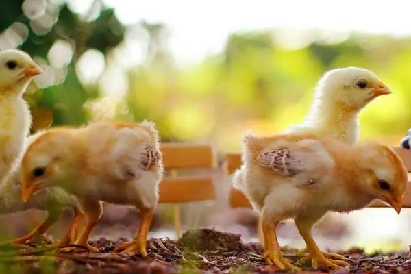 小鸡仔拉白屎怎么办，根据原因来对症治疗