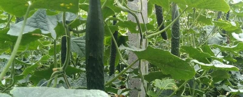 温室黄瓜怎么防治灰霉病