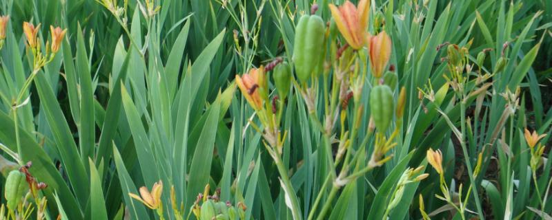 射干用什么土种植