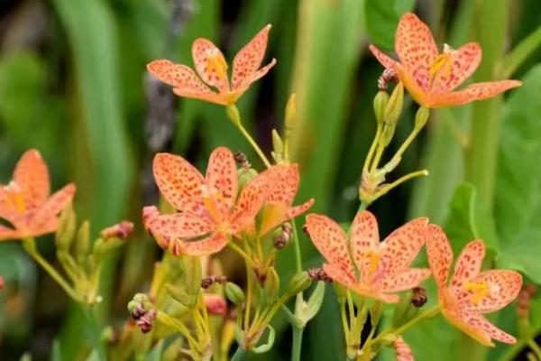 射干用什么土种植，中性或微酸性的沙质土壤为宜