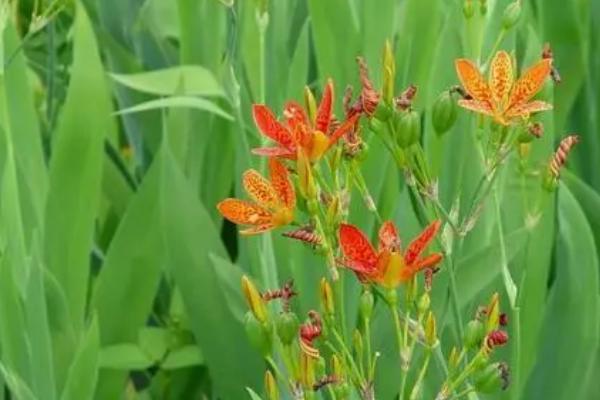 射干用什么土种植，中性或微酸性的沙质土壤为宜