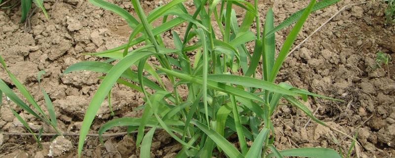 柴胡一亩地产多少斤