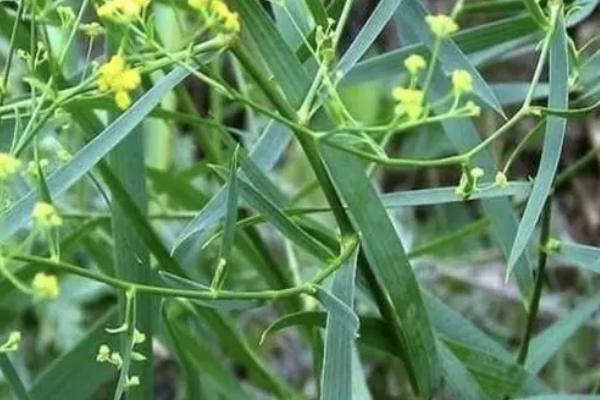 柴胡一亩地产多少斤，每亩地可以收获二百斤左右