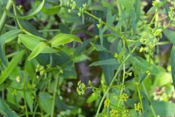 柴胡一亩地产多少斤，每亩地可以收获二百斤左右