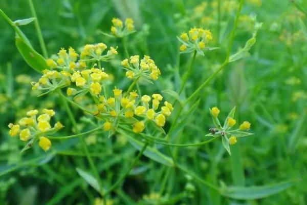 柴胡一亩地产多少斤，每亩地可以收获二百斤左右