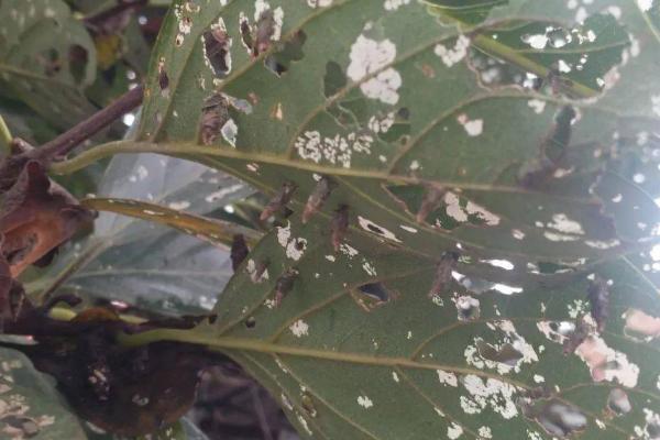 怎么防治茶蓑蛾，发现虫囊要及时摘除并烧毁