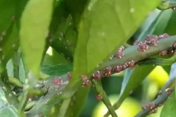 怎么防治茶蓑蛾，发现虫囊要及时摘除并烧毁