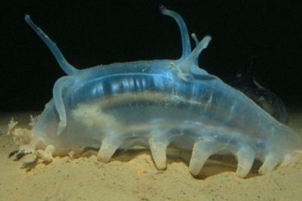 海母猪是什么，是海洋中的一种海参属动物，