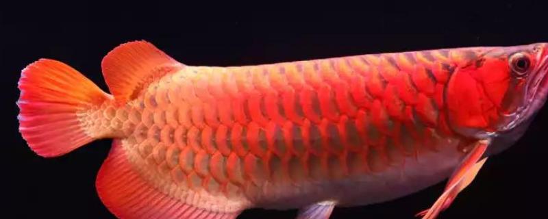 龙鱼缸的适宜水位