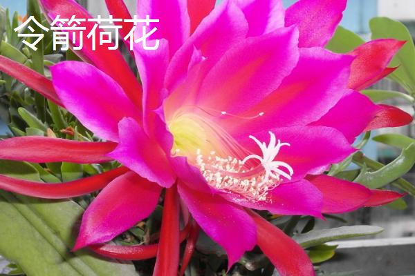 令箭荷花几年开花，养得好开花就早