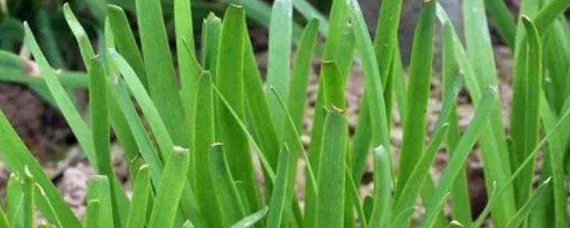 韭菜能保存多久