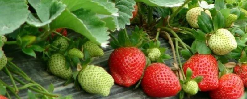 怎么防治草莓黑心病