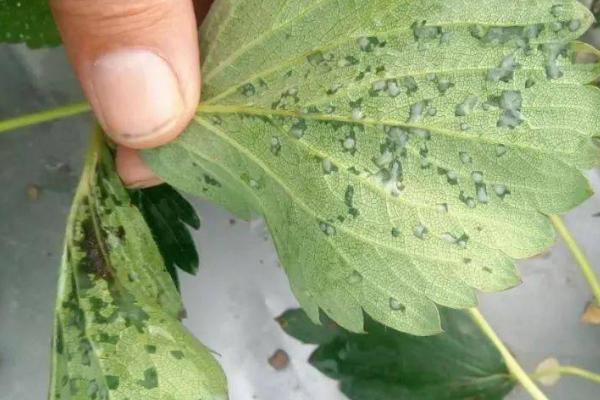 怎么防治草莓黑心病，可增施生物有机肥、及时摘除黄叶