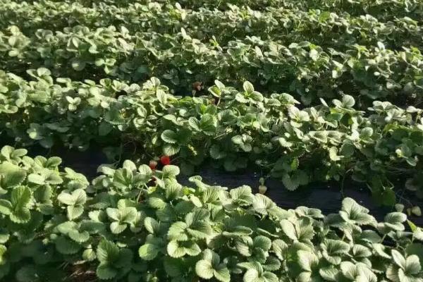 怎么防治草莓黑心病，可增施生物有机肥、及时摘除黄叶