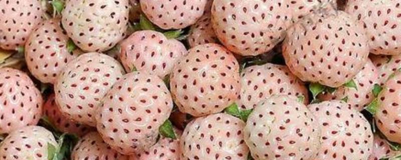 怎么种植菠萝莓